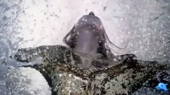 Enigma - Silence Must Be Heard-寂静的声音
