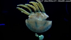 音乐短片 - Exotic world