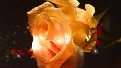 音乐短片 - Nh c Hoa T u - Le T n Qu c