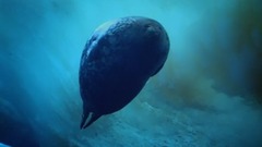 音乐短片 - 亨德尔:D大调水上音乐第二组曲,HWV349