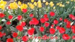 华语群星 - 两情相依心好甜