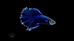 音乐短片 - In My Dreams