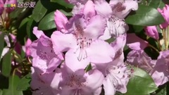 音乐短片 - 这份爱