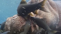 音乐短片 - 贝多芬:f小调第二十三钢琴奏鸣曲,op.57(热情奏鸣曲)