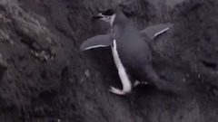 音乐短片 - 柴可夫斯基:降E大调序曲1812