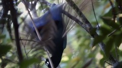 音乐短片 - 门德尔松:赫布利底群岛序曲,op.26(芬格尔山洞序曲)