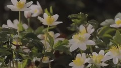 Primavera