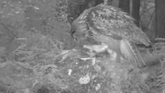 音乐短片 - EAGLE OWL ( BUBO SP. )  PREYS HARE, HEDGEHOG, RAT, MOLE