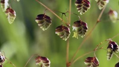 音乐短片 - 舒伯特:C小调第十二号弦乐四重奏,D.703