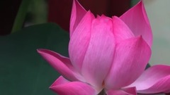 音乐短片 - 漪园荷香