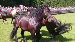 音乐短片 - Hengstauftrieb Rauris 2016 Teil 1