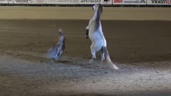 音乐短片 - Best Trained & Disciplined Horse's