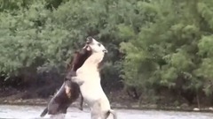 音乐短片 - Moon and Francisco fight