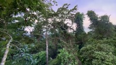 大自然在说话——The Rainforest