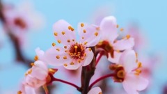 大自然在说话——Flower