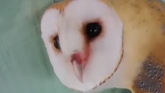 萌宠 - Super Cute And Funny Owls