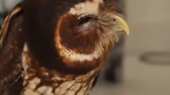 音乐短片,萌宠 - A Funny Owls And Cute Owls Compilation NEW