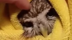 音乐短片,萌宠 - Funny Owls And Cute Owl Videos Compilation 2016