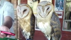 音乐短片,萌宠 - Funny & Cute Owl Videos Compilation 2014