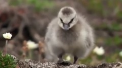 音乐短片 - 令人震撼的生命故事