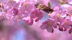 轻音乐 - Cherry Blossoms In Japan