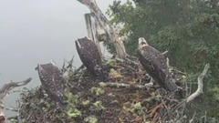 音乐短片 - Bald Eagle Attack Vulture Baby And Crow Playing For Steal It Nest
