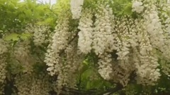 华语群星 - 欣赏嘉定紫藤花