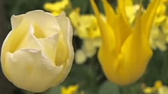 音乐短片 - 忆思花音