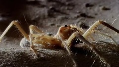 音乐短片 - 迷离的微型猛兽世界