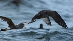 音乐短片 - 贝多芬:A大调第九(克罗采)小提琴奏鸣曲,op.47