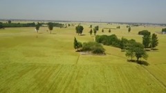 音乐短片 - 牧野麦浪