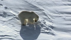 音乐短片 - “形式宏大、戏剧性强”:莫扎特d小调第二十钢琴协奏曲 K466