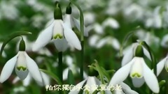 音乐短片 - 今生只为与你邂逅