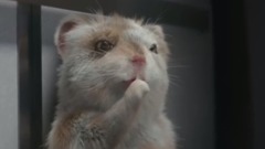 音乐短片 - 萌系速度与激情