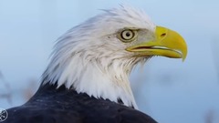 音乐短片 - 天堂猎鹰