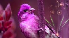 风景,音乐短片 - Tumhi Meri Mandir....GOOD MORNING Messaging video - Whatsapp