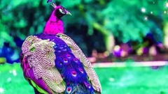 风景,音乐短片 - Phir Bhi Tumko Chahungi...GOOD MORNING Messaging video - Whatsapp