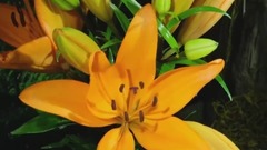 音乐短片 - 绽放狂想曲