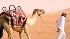 音乐短片 - Caravan