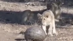 音乐短片 - Th gi i ng v t  ng v t ngu ng i tham n có cái k t kinh hoàng nh t - porcupine vs lion