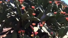 音乐短片 - Garden Center online Costa Brava