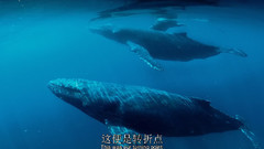 音乐短片 - 座头鲸(Humpback Whales)2015. 中英双字