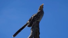 音乐短片 - Trees in the Breeze