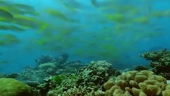 音乐短片 - 海风中 阳光下