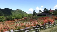 音乐短片 - 日本山野杜鹃及歌曲欣赏