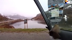 音乐短片 - Freezing Bird Trapped on Car Roof Rescued by Perfect Guy The Dodo