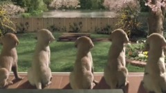 音乐短片 - Quill The Life of a Guide Dog Official Trailer #1 (2012) HD Movie