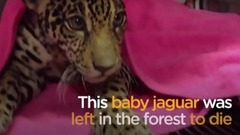 音乐短片,萌宠 - Baby Jaguar Hides The Saddest Secret Inside Her Body The Dodo
