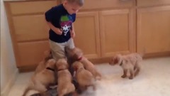 音乐短片,萌宠 - The 9 Puppy Chase & Tackle Family Fun Pack Puppies