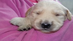 音乐短片 - Most Adorable Golden Retriever Puppies (Music Oceans of Love by DidiPop)